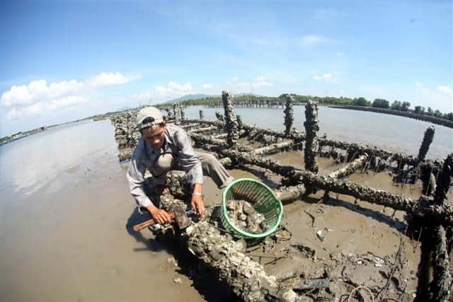 Nghề nuôi hàu làng bè Long Sơn (Ảnh: ST)