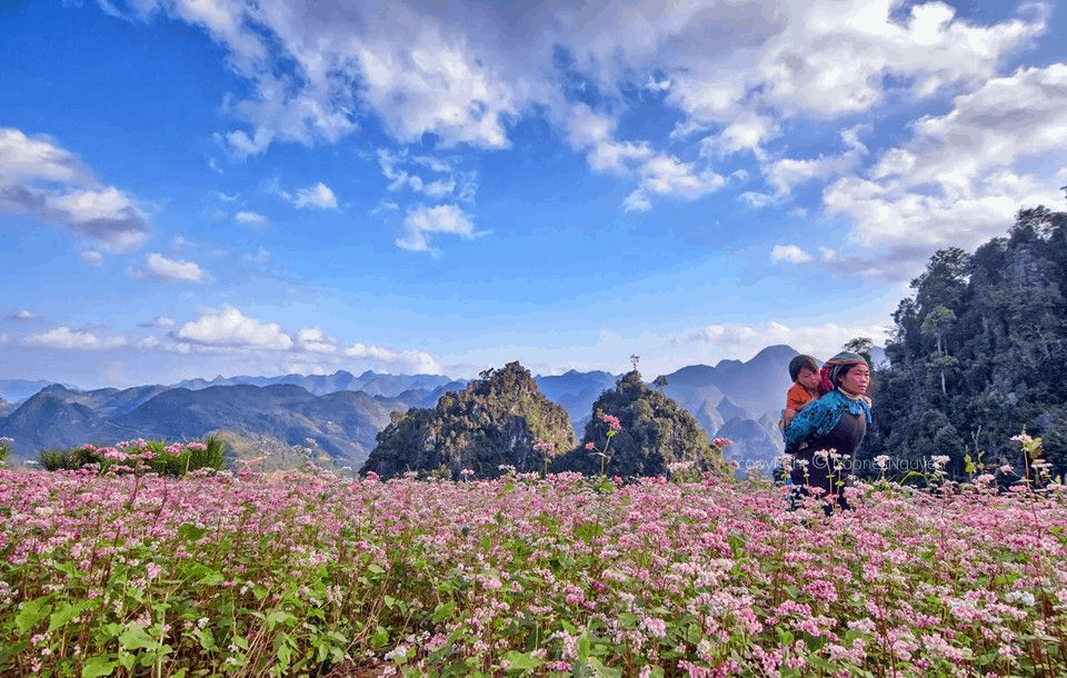 Hoa tam giác mạch ở Hà Giang