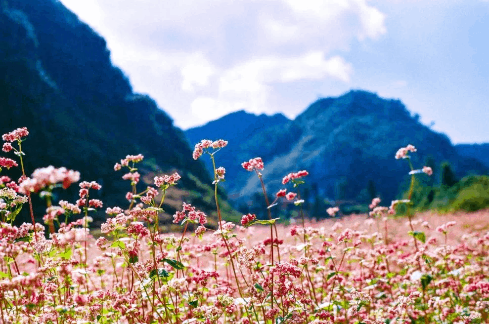 Hoa tam giác mạch ở Hà Giang