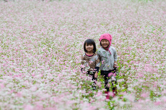 Hoa tam giác mạch ở Hà Giang