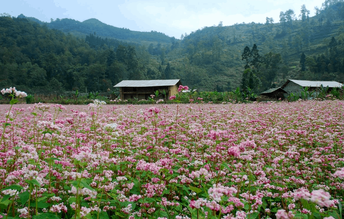 Hoa tam giác mạch ở Hà Giang