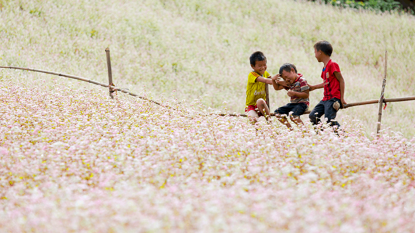 Hoa tam giác mạch ở Hà Giang