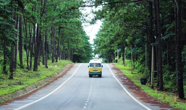 Rừng thông Măng Đen (Ảnh sưu tầm) 